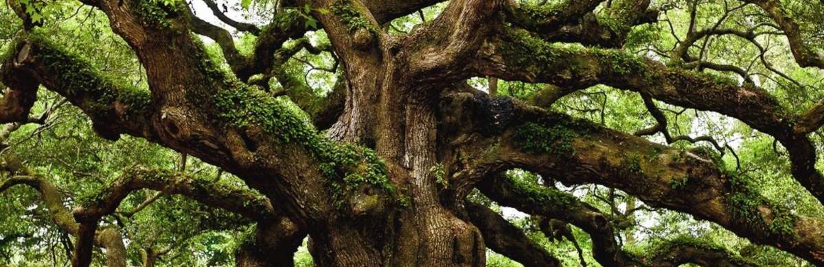 Balladen: ... und sein Zymbal am Baum hing